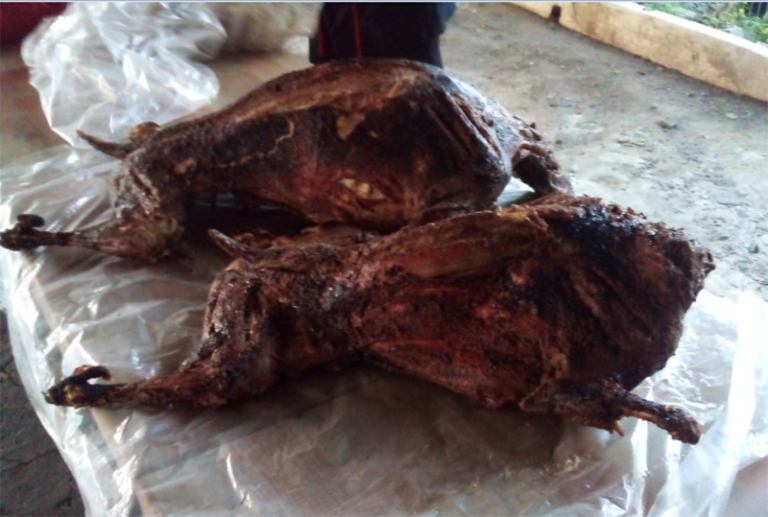 kambing