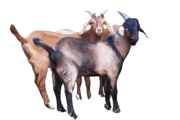 kambing pilihan
